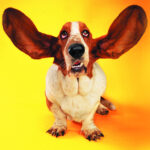 Duhovita slagalica Cats and Canines