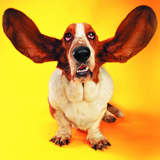 Duhovita slagalica Cats and Canines